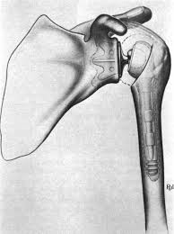 Image result for Shoulder History