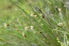 Image result for Isolepis