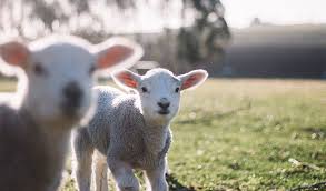 Check out all listings for project manager jobs! 6 Awesome New Zealand Jobs For Foreigners Goabroad Com