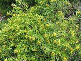 Image result for Hypericum peplidifolium