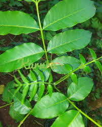 Image result for Fagaropsis