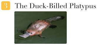 Its diet consists mainly of shrimp, crayfish, insect larvae and worms. Five Adorable Animals That Can Kill You Video