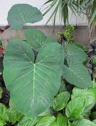 Check spelling or type a new query. Using Architectural Plants In The Garden The Garden Glove