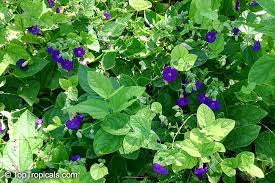 Image result for Thunbergia battiscombei