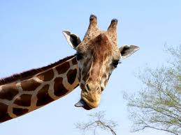 Maybe you would like to learn more about one of these? Giraffe Wallpapers Hd Download Free Backgrounds