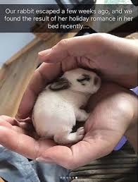 Aww Alert Awwdorable Animal Snaps 20 Snaps Funny Animal Photos Cute Animals Cute Funny Animals