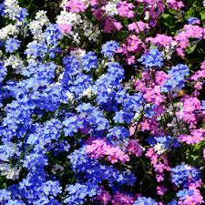 Plus your entire music library on all your devices. Forget Me Not Choice Mix Seeds The Seed Collection