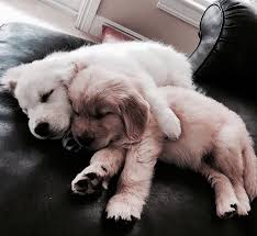 Image About Cute In Animals By Ailen On We Heart It In 2020 Cute Baby Animals Puppies Cute Dogs
