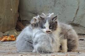Why are some cats friendly, but other cats are feral? More Feral Cats Could Die In San Francisco Following Policy Change The San Francisco Examiner