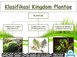 Check spelling or type a new query. Kingdom Plantae Pengertian Klasifikasi Ciri Contoh Gambar