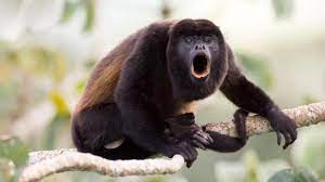 Our Ancestors Were Drinking Alcohol Before They Were Human Howler Monkey Monkey Animals