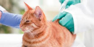 Pemberian vaksin kepada kucing sangat penting dan wajib dilakukan. Biaya Vaksin Kucing Mahal Yuk Cari Tahu Faktanya Di Sini Pintarpet