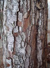 This model calculates fire blight risk based on the temperature of the previous four days using the documented growth rate of the bacteria, e.g. English Hawthorn Friends Of The Urban Forest