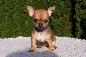 Or casta for a pure sweet little pooch. 250 Spanish Dog Names With Meanings For Male Female Dogs Pet Keen
