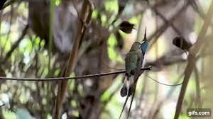 Baby Hummingbirds How These Tiny Birds Grow From Egg To Fledgling