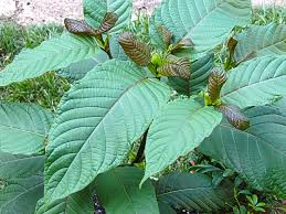 So, we can focus on two specific areas here, why is lab testing for kratom sample is essential? Kratom Drug Ban May Cripple Promising Painkiller Research Scientific American