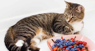 Yes, cats can eat other berries. Can Cats Eat Fruit As A Healthy Part Of Their Diet