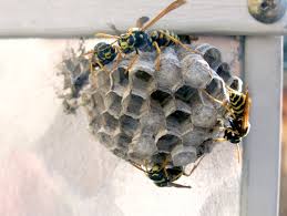 View ratings, photos, and more. Best Pest Control Torrance Ca