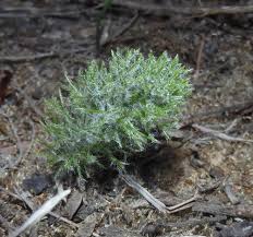 Image result for Eriospermum roseum