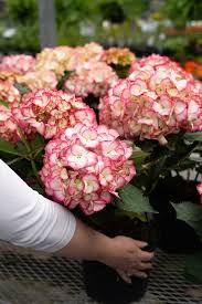 Image result for Hydrangea