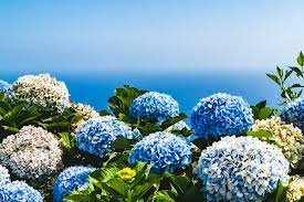 Cara Menanam Bunga Hortensia Yang Cantik Dan Berbentuk Unik Halaman All Kompas Com