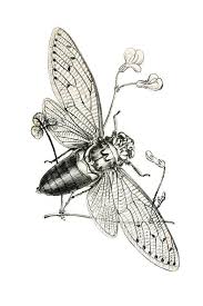 Black And White Insect With Wings Cicada Print Insect Art Entomology Poster Insect Wall Art Etsy In 2020 Insect Art Insects Wall Art Insect Print