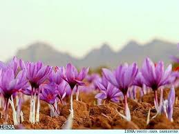 Medicinal Flowers Of India Health And Therapeutic Benefits Saffron Flower Flower Field Flowers