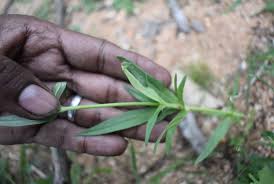 Image result for Kohautia aspera