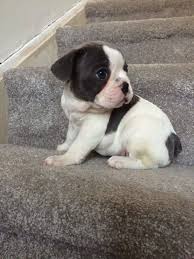 French bulldog puppies for sale in michigan. French Bulldog Puppies For Sale Lansing Mi 225422