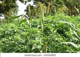 Image result for Cenchrus americanus