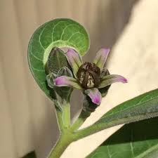 Image result for Raphionacme madiensis