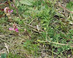 Image result for Kotschya sp.no.A