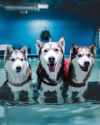 So Jcandvee Decided To Take Us Swimming In A Pool For The First Time Ever Our Reactions Are In Stories Waterbabie Husky Puppy Training Husky Cute Dogs