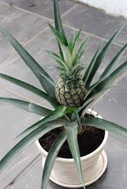 Vous N Imaginez Pas Comment Poussent Ces Fruits Ananas Idee Jardinage Comment Faire Pousser Des Legumes