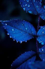Leaves Very Cool Photo Blog Blue Aesthetic Blue Leaves Feeling Blue