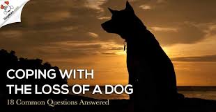 We did not find results for: Grieving The Loss Of A Dog Pet Bereavement Dogsbarn