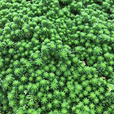 Image result for Sedum ruwenzoriense