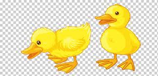 Juguetes de baño de goma amarillo divertido. Patitos Bebe Patito Bebe Pato Animales Vertebrado Dibujos Animados Png Klipartz