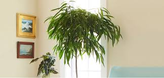 The name 'rubber plant' is not entirely accurate: Ficus Costa Farms