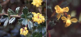 Image result for Berberis darwinii