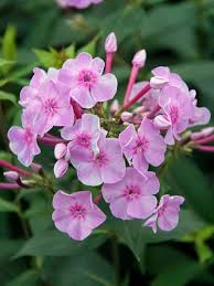 Phlox Uptown Girl Bluestone Perennials