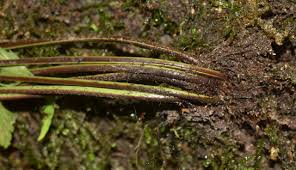 Image result for Asplenium uschiae