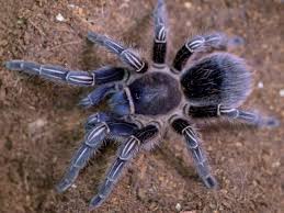 Check spelling or type a new query. Aphonopelma Seemannicosta Rican Zebra My Monsters