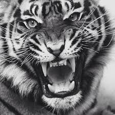 Black And White Tiger Picture Black And White Tiger Blackandwhiteanimalphotography Angry Tiger Animals Beautiful Animals