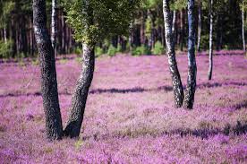 Autisme spektrum forstyrrelser, adhd, tourette og andre nært beslægtede gennemgribende udviklingsforstyrrelser hos børn. Birken In Der Luneburger Heide Ein Traumhaftes Naturensemble