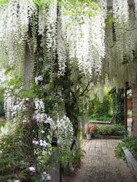 Wisteria floribunda has the longest, some of its varieties having clusters 36 in. 19 White Wisteria Ideas White Wisteria Wisteria Garden