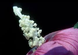 Image result for Hibiscus hiernianus