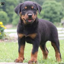 Producing rottweiler puppies from world famous rottweiler bloodlines, with generations of clear health, looks that stand out from the rest, and male rottweilers bond more with female humans. Dog 1820182150 Steemit