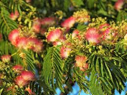 661 transparent png illustrations and cipart matching mimosa. Silktree Encyclopedia Of Life