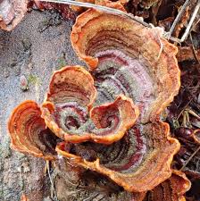 Image result for Craterostigma hirsutum